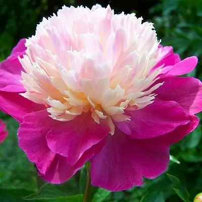 Пион ГЕЙ ПАРИ травянистый  Пион ГЕЙ ПАРИ травянистый в Нижнем Новгороде