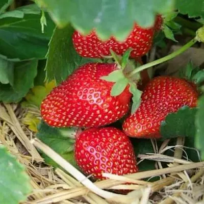 Клубника МОНТЕРЕЙ ремонтантная  Клубника МОНТЕРЕЙ ремонтантная в Нижнем Новгороде