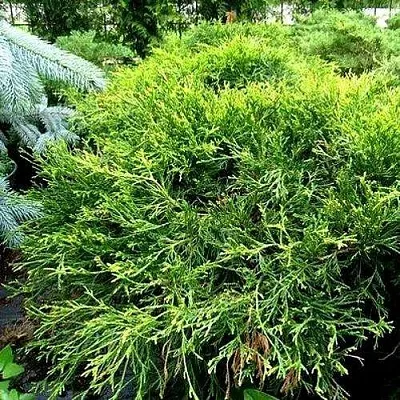 Кипарисовик ФИЛИФЕРА АУРЕА ВАРИЕГАТТА горохоплодный  Кипарисовик ФИЛИФЕРА АУРЕА ВАРИЕГАТТА горохоплодный в Нижнем Новгороде