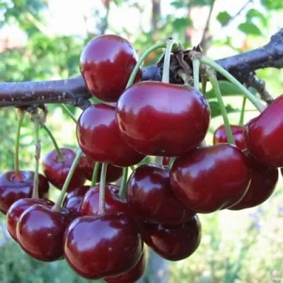 Вишня НОРД СТАР  Вишня НОРД СТАР в Нижнем Новгороде