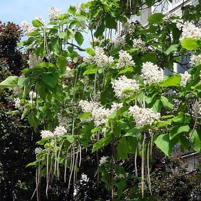 Катальпа  Катальпа в Нижнем Новгороде