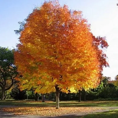 Клен серебристый в Нижнем Новгороде