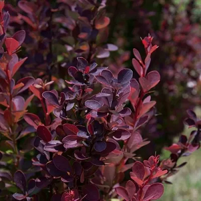 Барбарис ХЕЛМОНД ПИЛЛАР тунберга  Барбарис ХЕЛМОНД ПИЛЛАР тунберга в Нижнем Новгороде