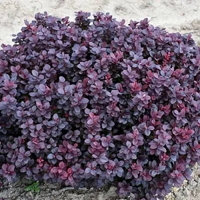 Барбарис КОНКОРД тунберга  Барбарис КОНКОРД тунберга в Нижнем Новгороде