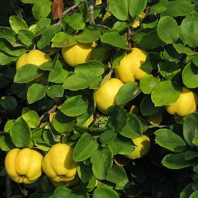 Айва в Нижнем Новгороде