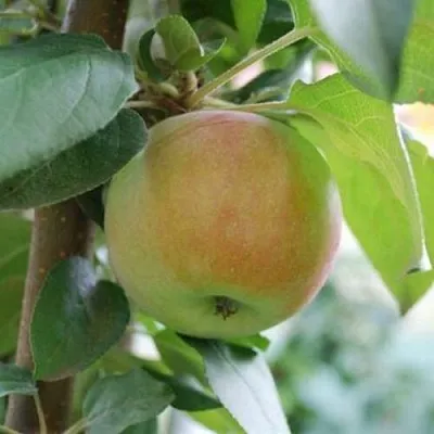 Яблоня ПОДСНЕЖНИК стелющаяся  Яблоня ПОДСНЕЖНИК стелющаяся в Нижнем Новгороде