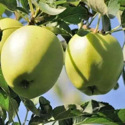 Яблоня САХАРНАЯ  Яблоня САХАРНАЯ в Нижнем Новгороде