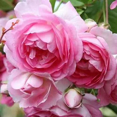 Саженцы роз ЖАСМИНА плетистая  Саженцы роз ЖАСМИНА плетистая в Нижнем Новгороде