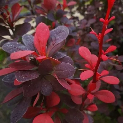 Барбарис РЕД ПИЛЛАР тунберга  Барбарис РЕД ПИЛЛАР тунберга в Нижнем Новгороде