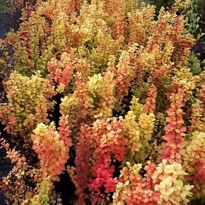 Барбарис САММЕР САНСЕТ тунберга  Барбарис САММЕР САНСЕТ тунберга в Нижнем Новгороде