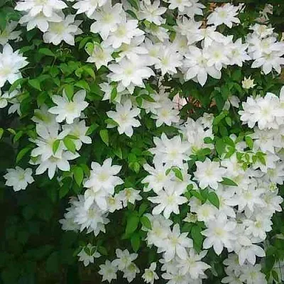 Клематис ТОКИ  Клематис ТОКИ в Нижнем Новгороде