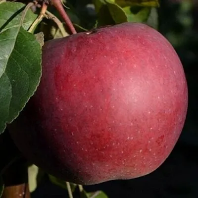 Яблоня БЕЛОРУССКОЕ СЛАДКОЕ  Яблоня БЕЛОРУССКОЕ СЛАДКОЕ в Нижнем Новгороде