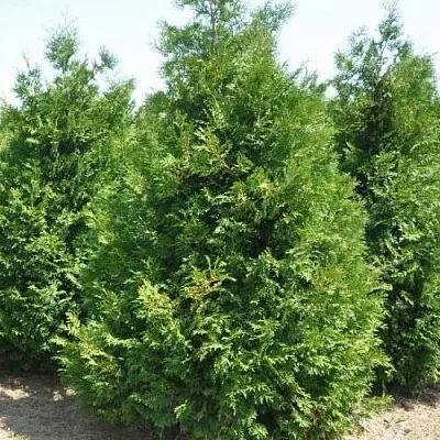 Туя ВАКСЕН западная  Туя ВАКСЕН западная в Нижнем Новгороде