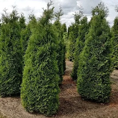 Туя ХОЛМСТРУП западная  Туя ХОЛМСТРУП западная в Нижнем Новгороде