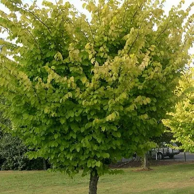 Вяз обыкновенный в Нижнем Новгороде