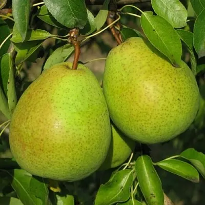 Груша НАЙТ-ВЕРТ колонновидная в Нижнем Новгороде