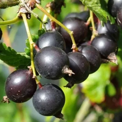 ЙОШТА — описание сорта ЙОШТА в Нижнем Новгороде