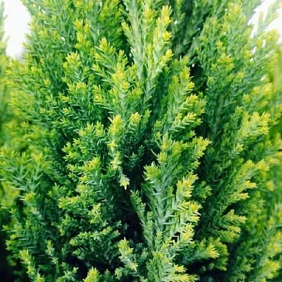 Кипарисовик  Кипарисовик в Нижнем Новгороде