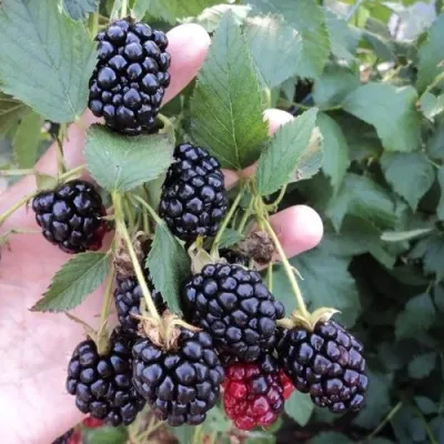 Ежевика ОУАЧИТА бесшипная — описание сорта Ежевика ОУАЧИТА бесшипная в Нижнем Новгороде