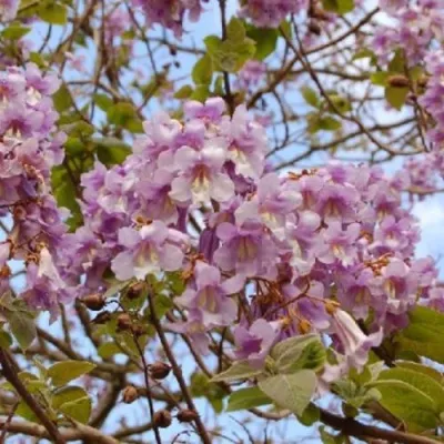 Павлония ПАО ТОГН Z07 — описание сорта Павлония ПАО ТОГН Z07 в Нижнем Новгороде