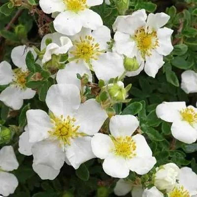 Лапчатка ТИЛФОРД КРИМ кустарниковая в Нижнем Новгороде