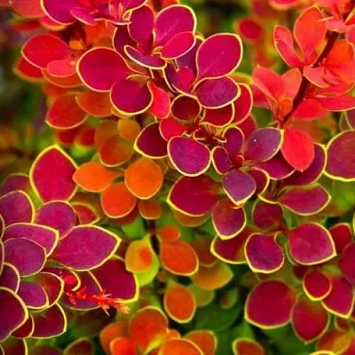 Барбарис ОРАНЖ САНРАЙЗ тунберга  Барбарис ОРАНЖ САНРАЙЗ тунберга в Нижнем Новгороде