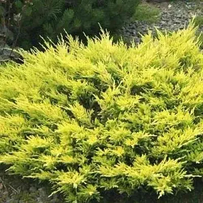 Можжевельник ЛАЙМ ГЛОУ горизонтальный  Можжевельник ЛАЙМ ГЛОУ горизонтальный в Нижнем Новгороде