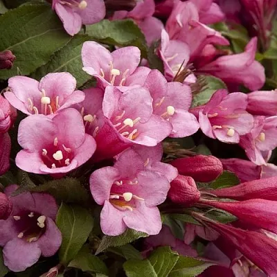 Вейгела ФЛОРИДА  Вейгела ФЛОРИДА в Нижнем Новгороде