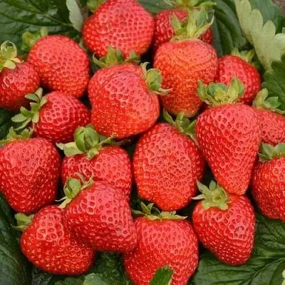 Клубника САН АНДРЕАС ремонтантная  Клубника САН АНДРЕАС ремонтантная в Нижнем Новгороде