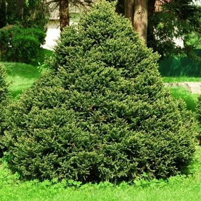 Ель ОЛЕНДОРФИ обыкновенная  Ель ОЛЕНДОРФИ обыкновенная в Нижнем Новгороде