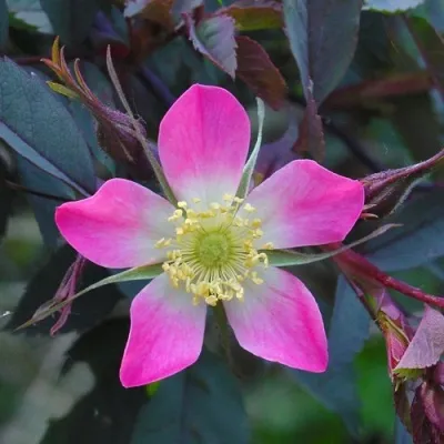 Саженцы роз сизая — описание сорта Саженцы роз сизая в Нижнем Новгороде