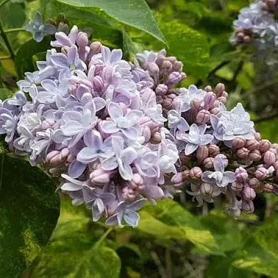 Сирень АУКУБАФОЛИЯ  Сирень АУКУБАФОЛИЯ в Нижнем Новгороде