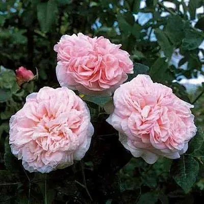 Саженцы роз КЛЭР РОУЗ английская в Нижнем Новгороде