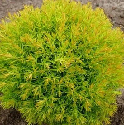 Туя АННИЕК западная  Туя АННИЕК западная в Нижнем Новгороде