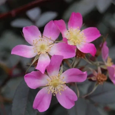 Саженцы роз сизая — описание сорта Саженцы роз сизая в Нижнем Новгороде