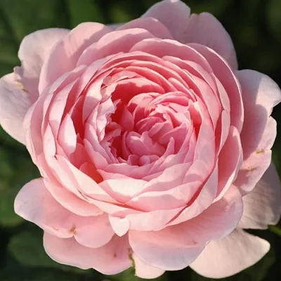 Саженцы роз КУИН ОФ СУИДЕН английская в Нижнем Новгороде