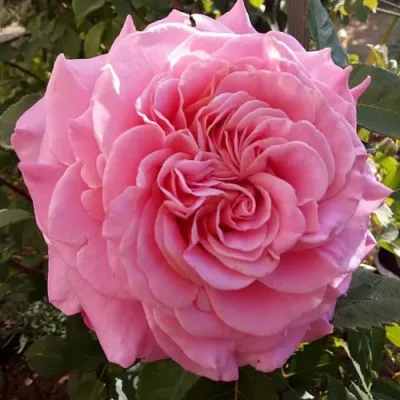 Саженцы роз ЭШЛИ чайно-гибридная — описание сорта Саженцы роз ЭШЛИ чайно-гибридная в Нижнем Новгороде