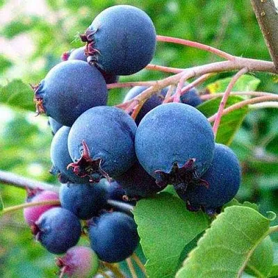 Ирга ПЕМБИНА в Нижнем Новгороде