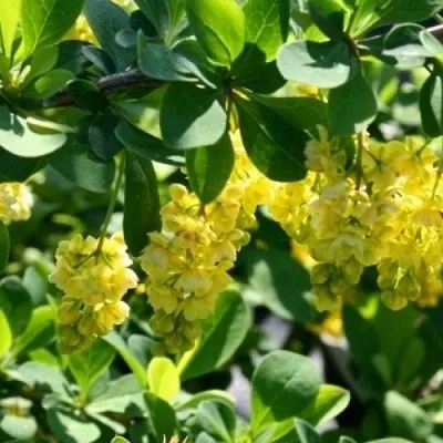 Барбарис ИНДИАН САММЕР   Барбарис ИНДИАН САММЕР  в Нижнем Новгороде