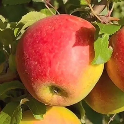 Яблоня САКАВИТА  Яблоня САКАВИТА в Нижнем Новгороде