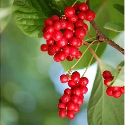 Лимонник ДЕБЮТ китайский  Лимонник ДЕБЮТ китайский в Нижнем Новгороде
