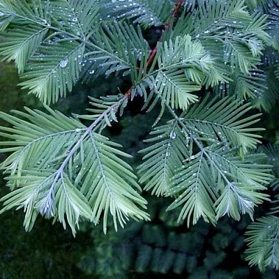 Метасеквойя  Метасеквойя в Нижнем Новгороде