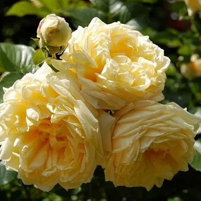 Саженцы роз НАДЯ МЕЙДИЛАНД почвопокровная  Саженцы роз НАДЯ МЕЙДИЛАНД почвопокровная в Нижнем Новгороде