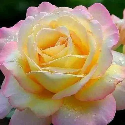 Саженцы роз ГЛОРИЯ ДЕЙ чайно-гибридная  Саженцы роз ГЛОРИЯ ДЕЙ чайно-гибридная в Нижнем Новгороде