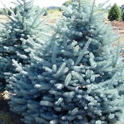 Ель ГЛАУКА колючая  Ель ГЛАУКА колючая в Нижнем Новгороде