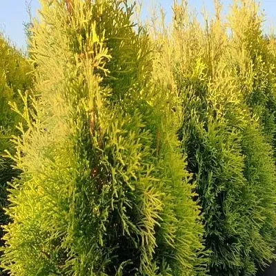 Туя ГОЛДЕН СМАРАГД западная  Туя ГОЛДЕН СМАРАГД западная в Нижнем Новгороде