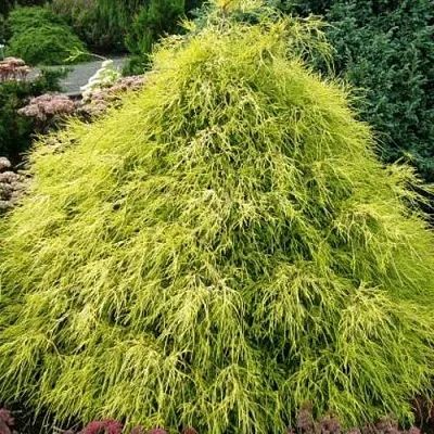 Кипарисовик ФИЛИФЕРА АУРЕА горохоплодный  Кипарисовик ФИЛИФЕРА АУРЕА горохоплодный в Нижнем Новгороде