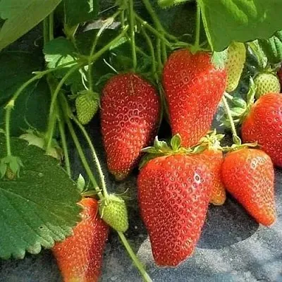 Клубника РОКСАНА  Клубника РОКСАНА в Нижнем Новгороде