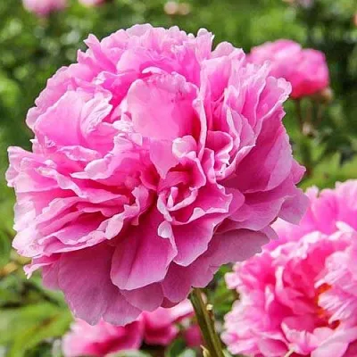 Пион АЛЕКСАНДР ФЛЕМИНГ травянистый  Пион АЛЕКСАНДР ФЛЕМИНГ травянистый в Нижнем Новгороде