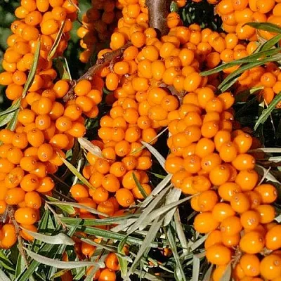 Облепиха ЕЛИЗАВЕТА  Облепиха ЕЛИЗАВЕТА в Нижнем Новгороде